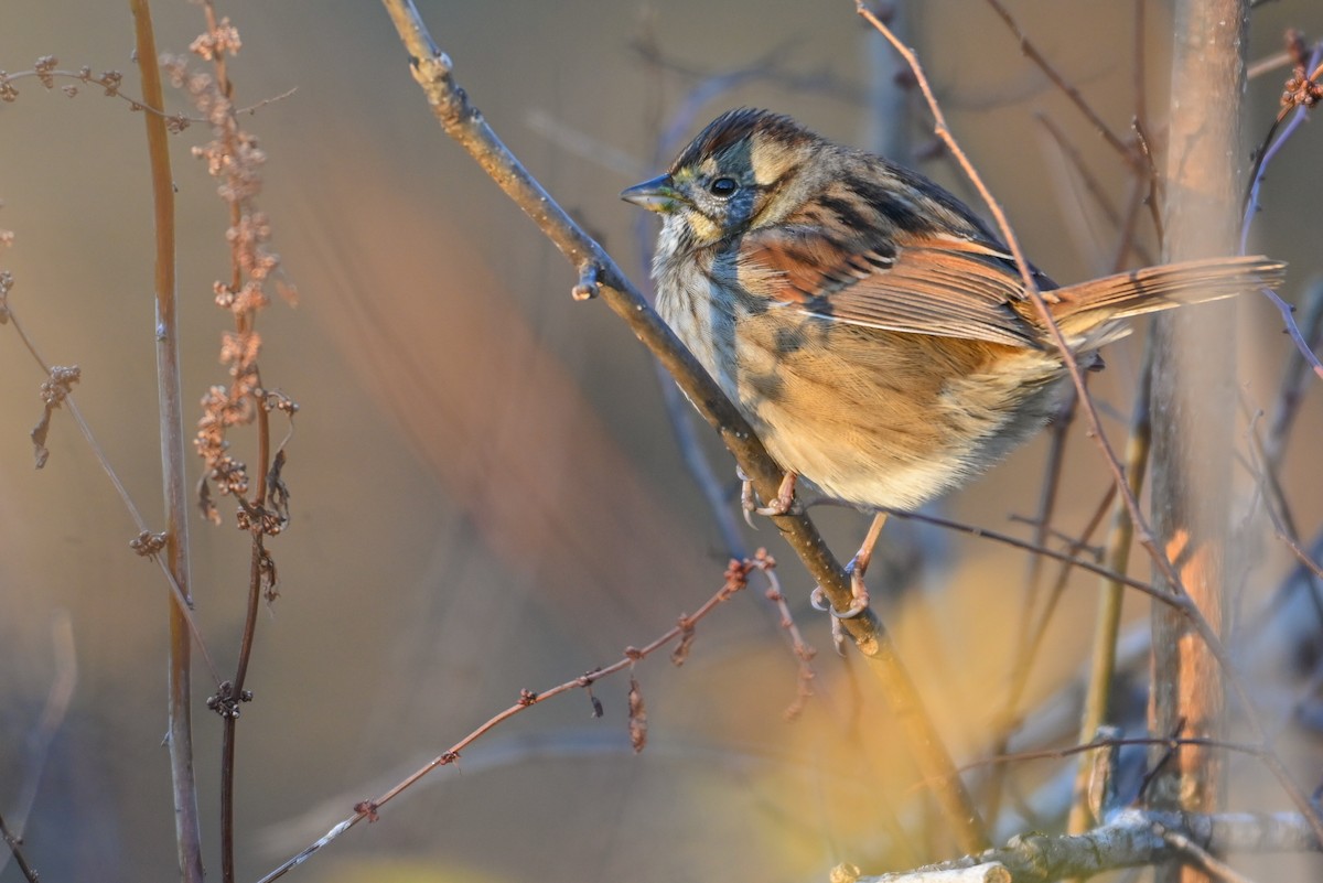 Swamp Sparrow - ML646865473
