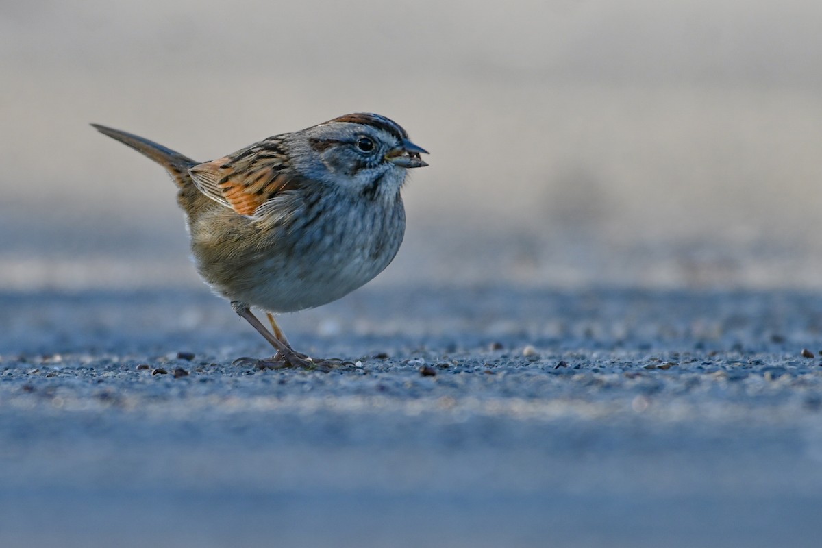 Swamp Sparrow - ML646865474