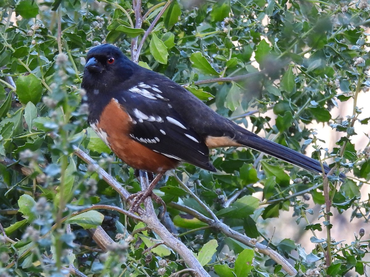 Spotted Towhee - ML646865485