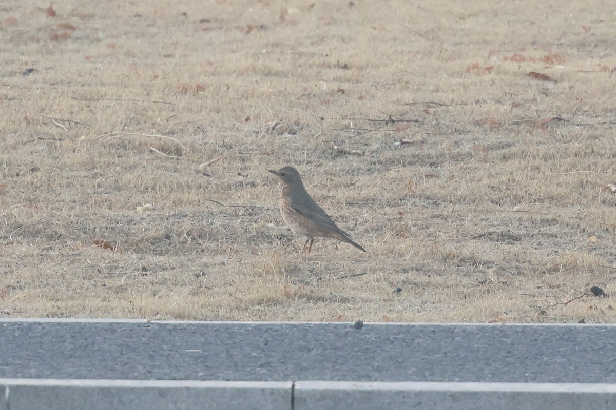 Naumann's Thrush - ML646865486