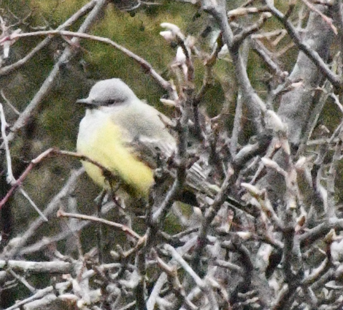 Western Kingbird - ML646865491