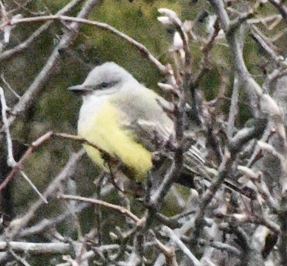 Western Kingbird - ML646865492