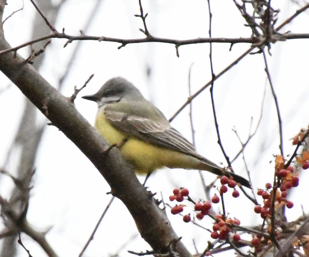 Western Kingbird - ML646865493