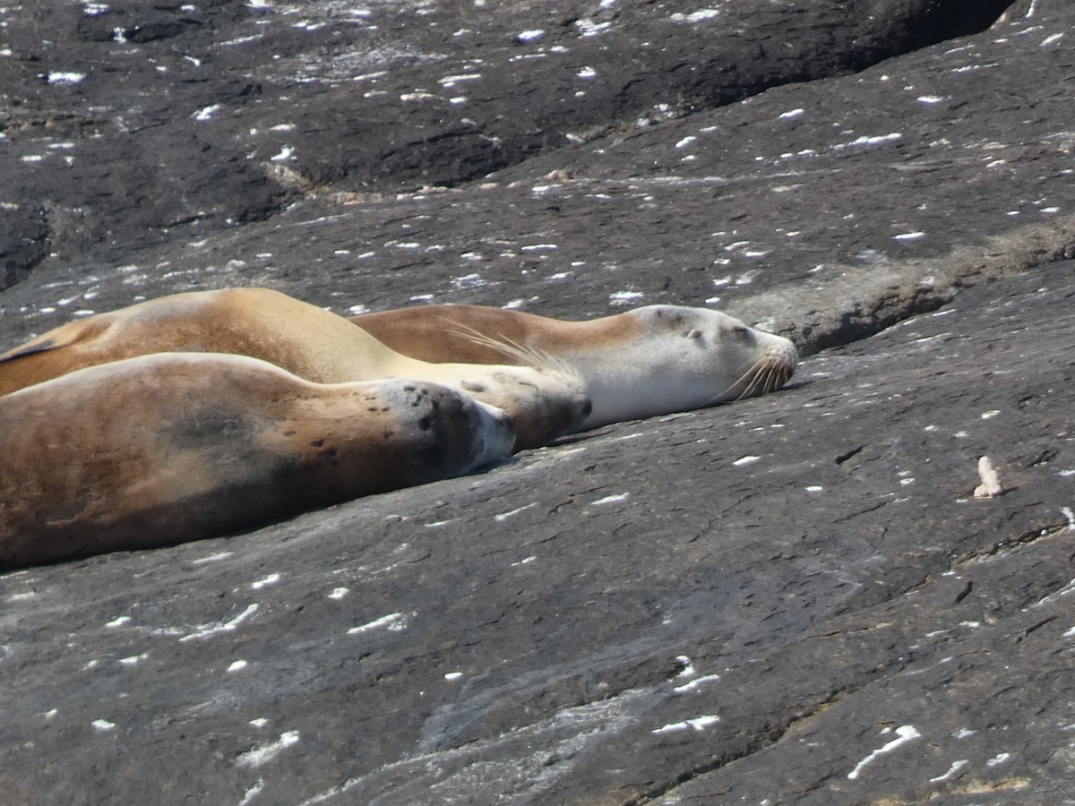 Leone marino australiano - ML646865498