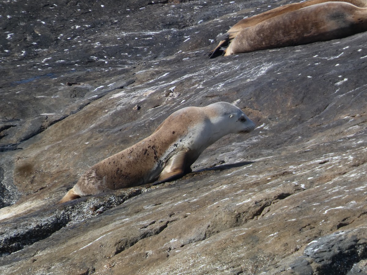 Leone marino australiano - ML646865499