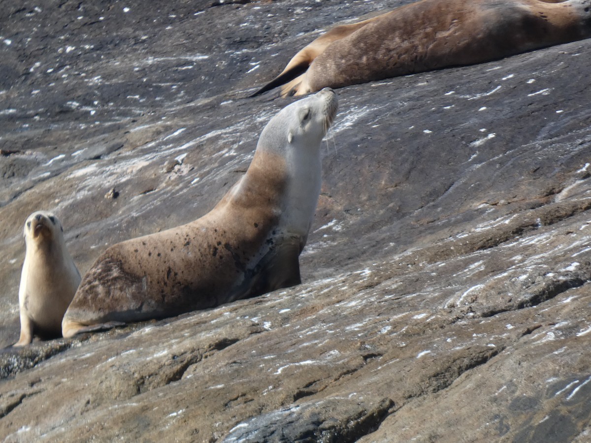 Leone marino australiano - ML646865500