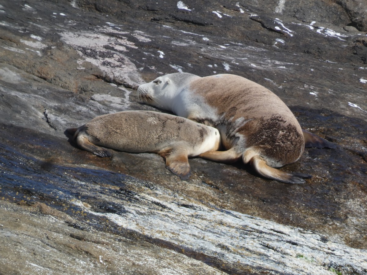 Leone marino australiano - ML646865501