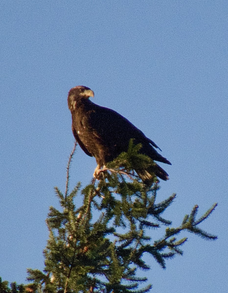 Pigargo Americano - ML646865503