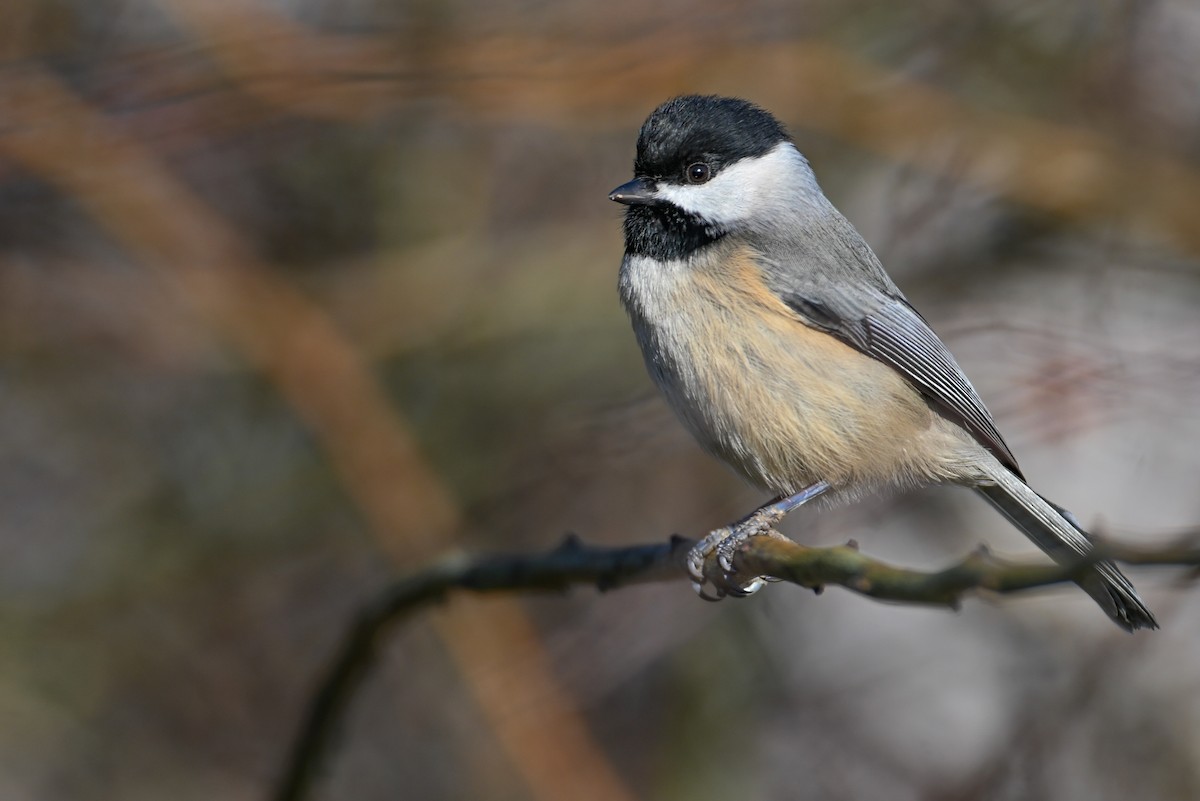 Carolina Chickadee - ML646865505