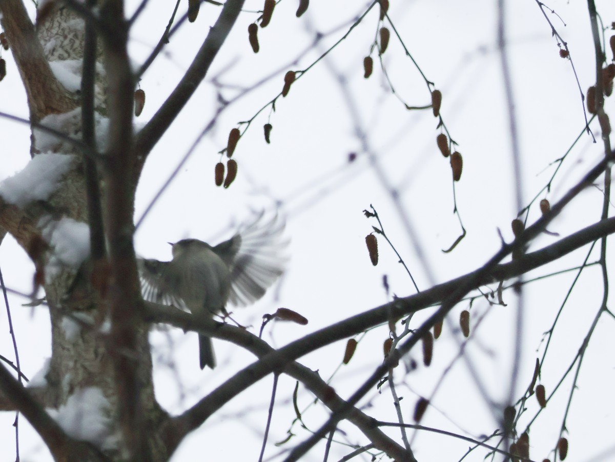 Golden-crowned Kinglet - ML646865509
