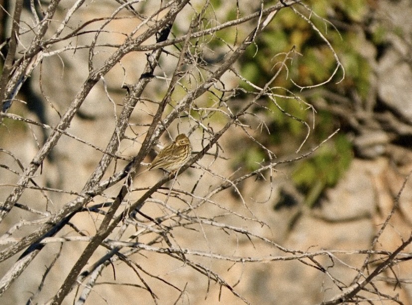 Pipit farlouse - ML646865511