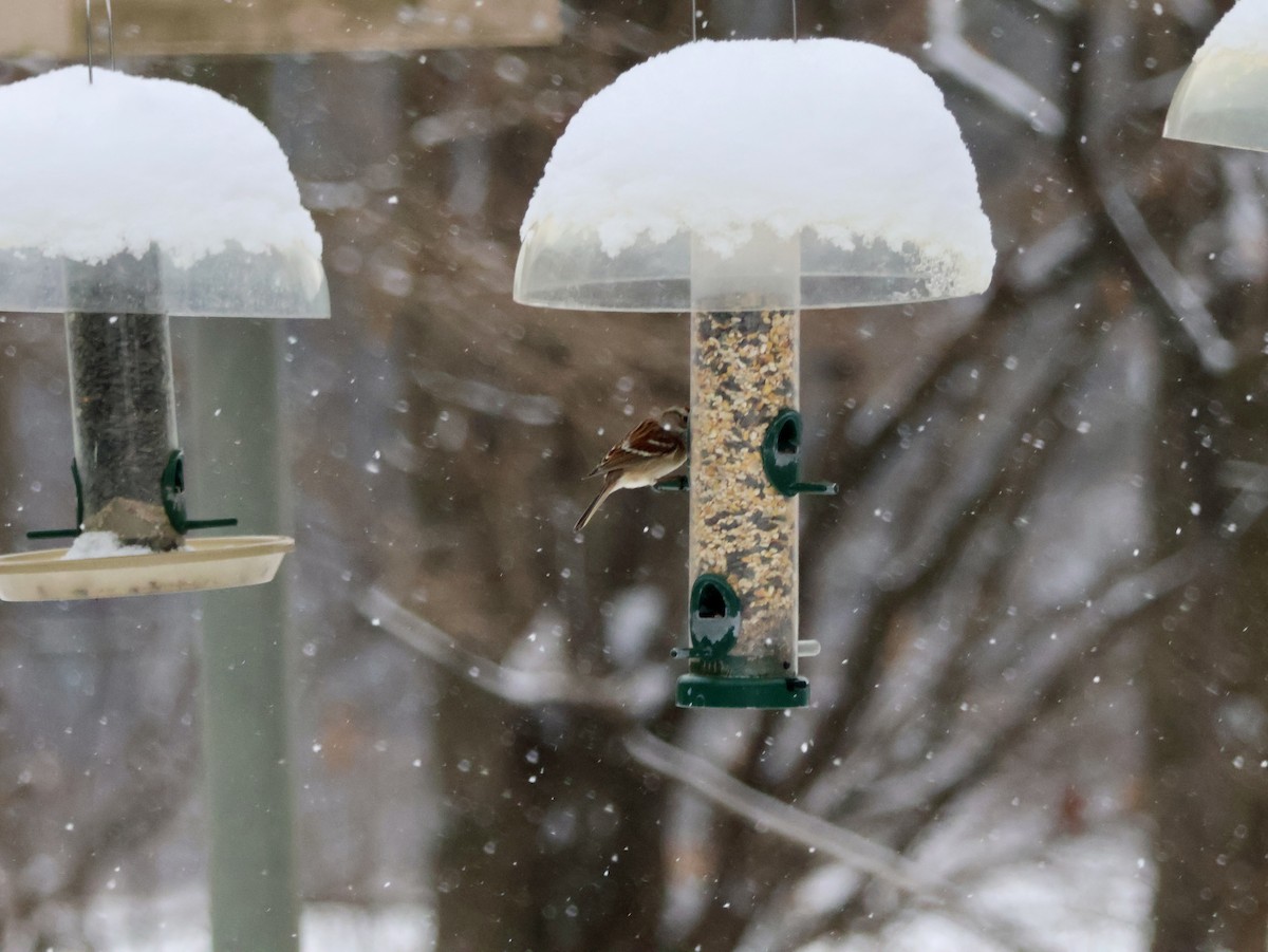 American Tree Sparrow - ML646865513