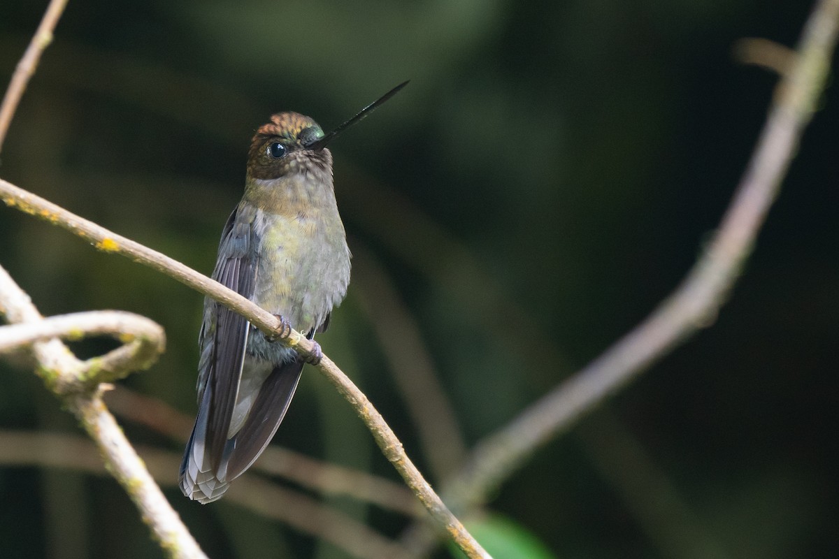 ミドリビタイヤリハチドリ - ML646865514