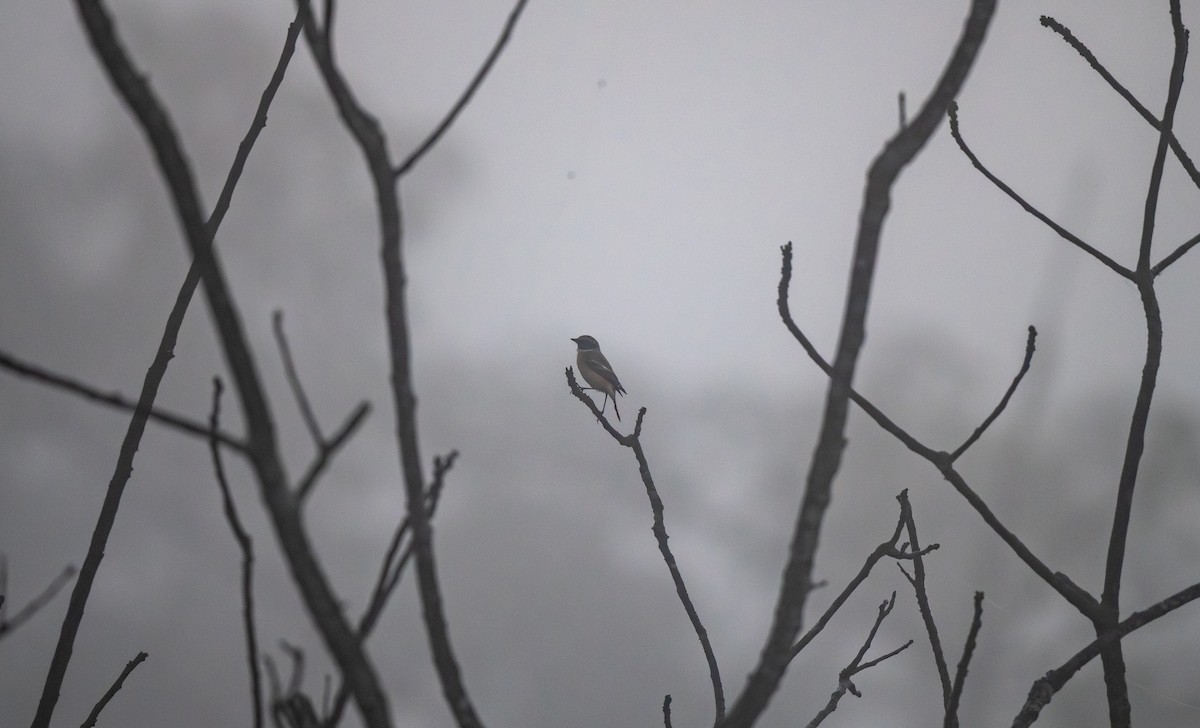 Siberian Stonechat - ML646865517