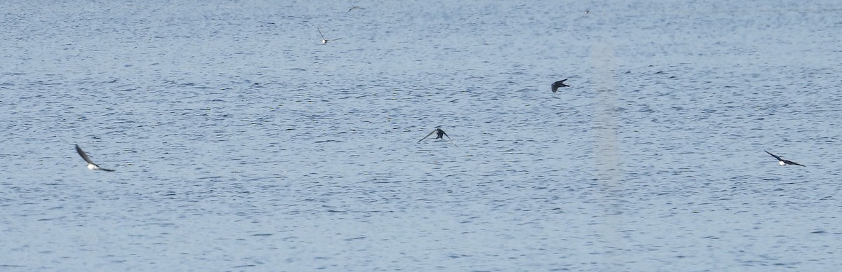 Tree Swallow - ML646865518