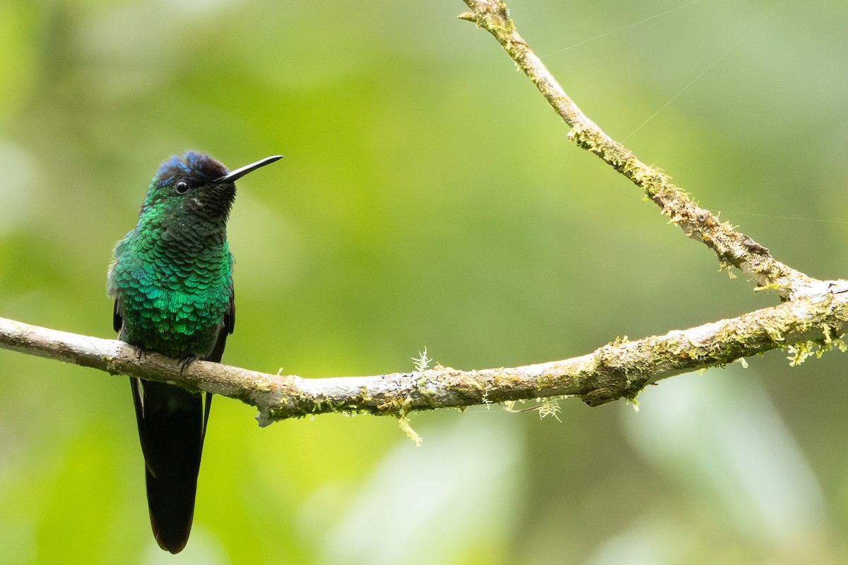 Violet-capped Woodnymph - ML646865522