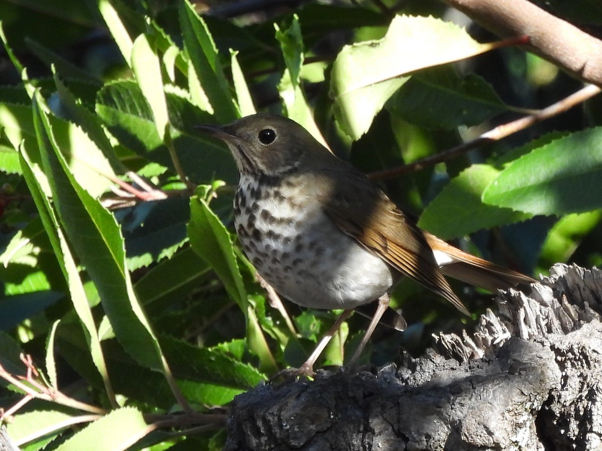 Hermit Thrush - ML646865523