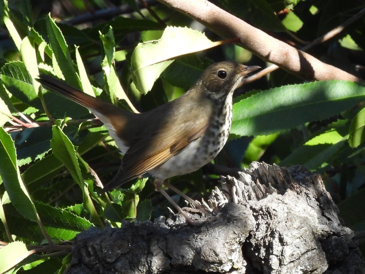 Hermit Thrush - ML646865524