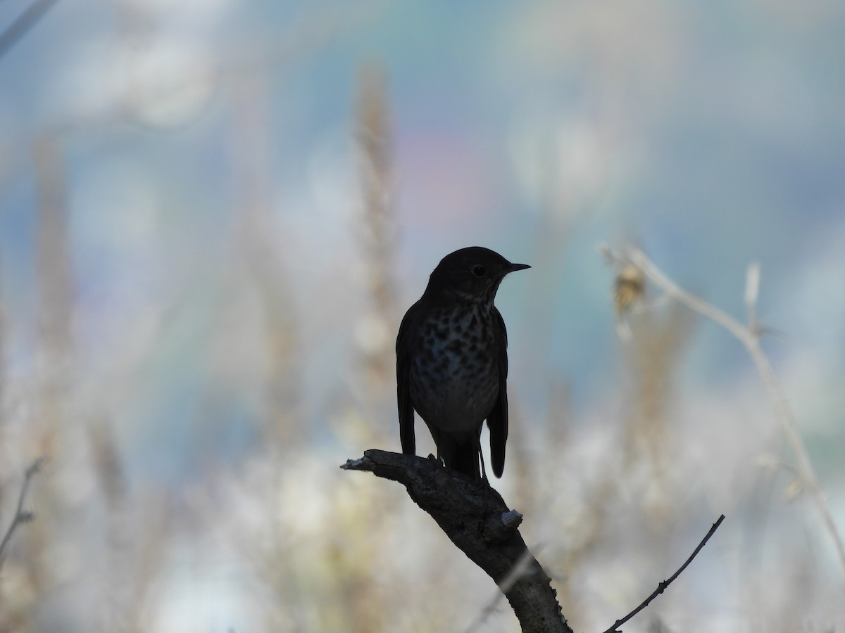 Hermit Thrush - ML646865525