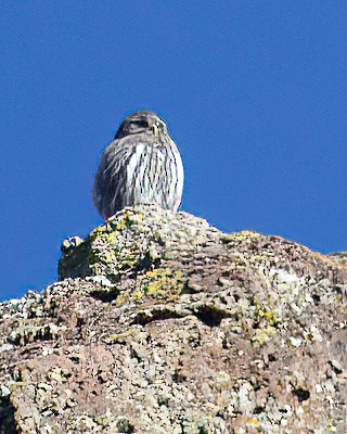 Northern Pygmy-Owl - ML646865526