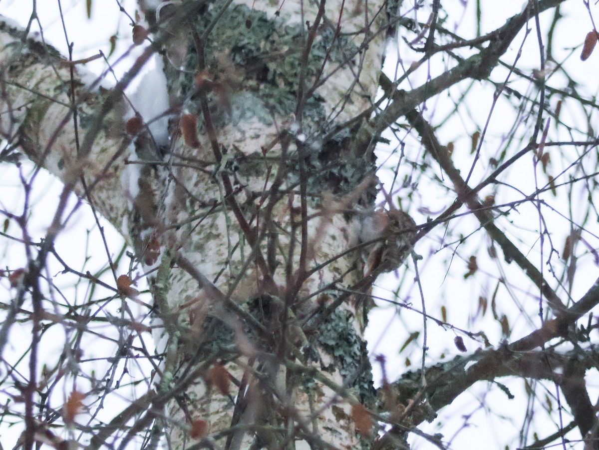 Brown Creeper - ML646865528