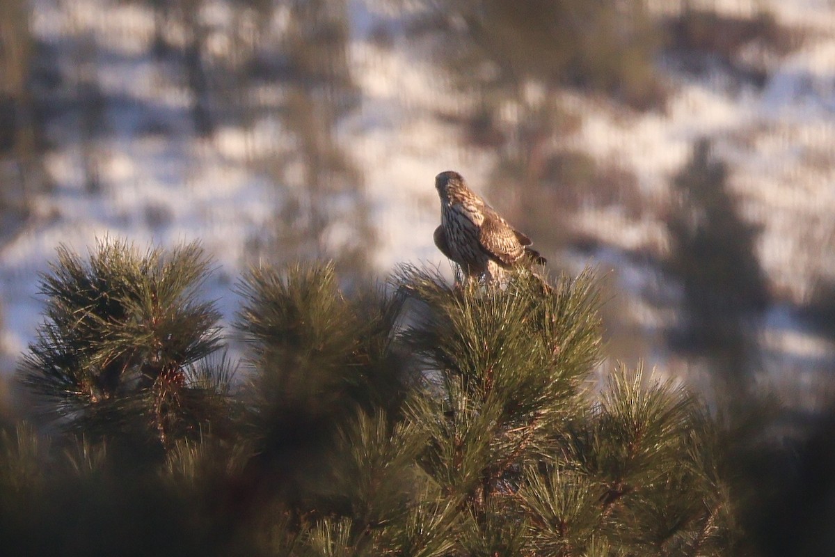 American Goshawk - ML646865529