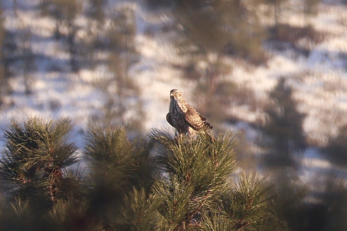 American Goshawk - ML646865530