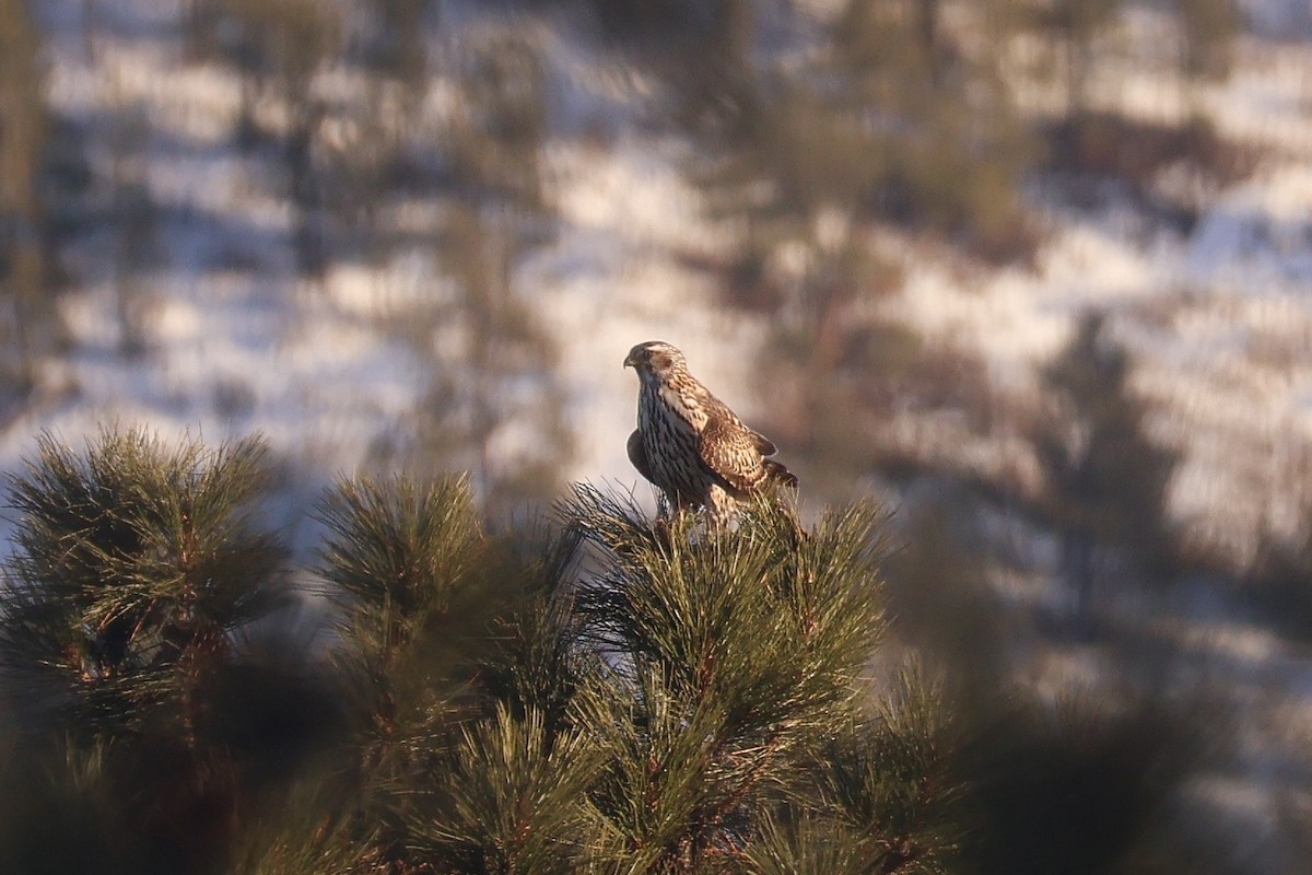 American Goshawk - ML646865531