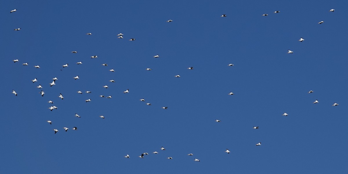 amerikapelikan - ML646865536