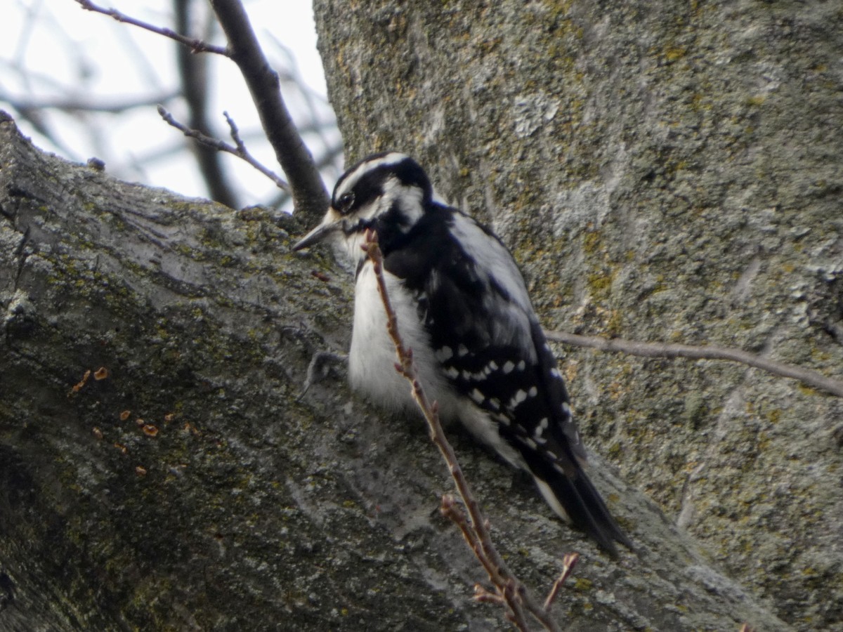 Hairy Woodpecker - ML646865537