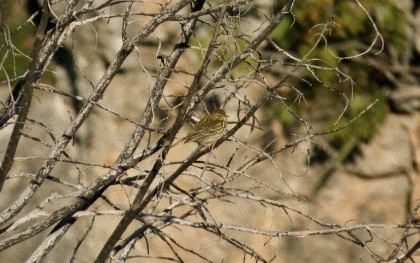 Pipit farlouse - ML646865538