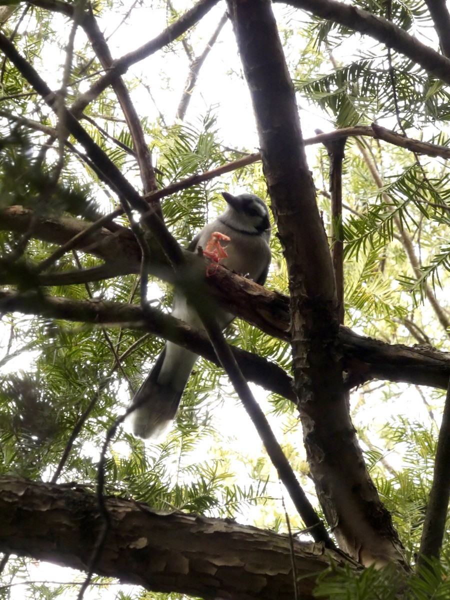 Blue Jay - ML646865539