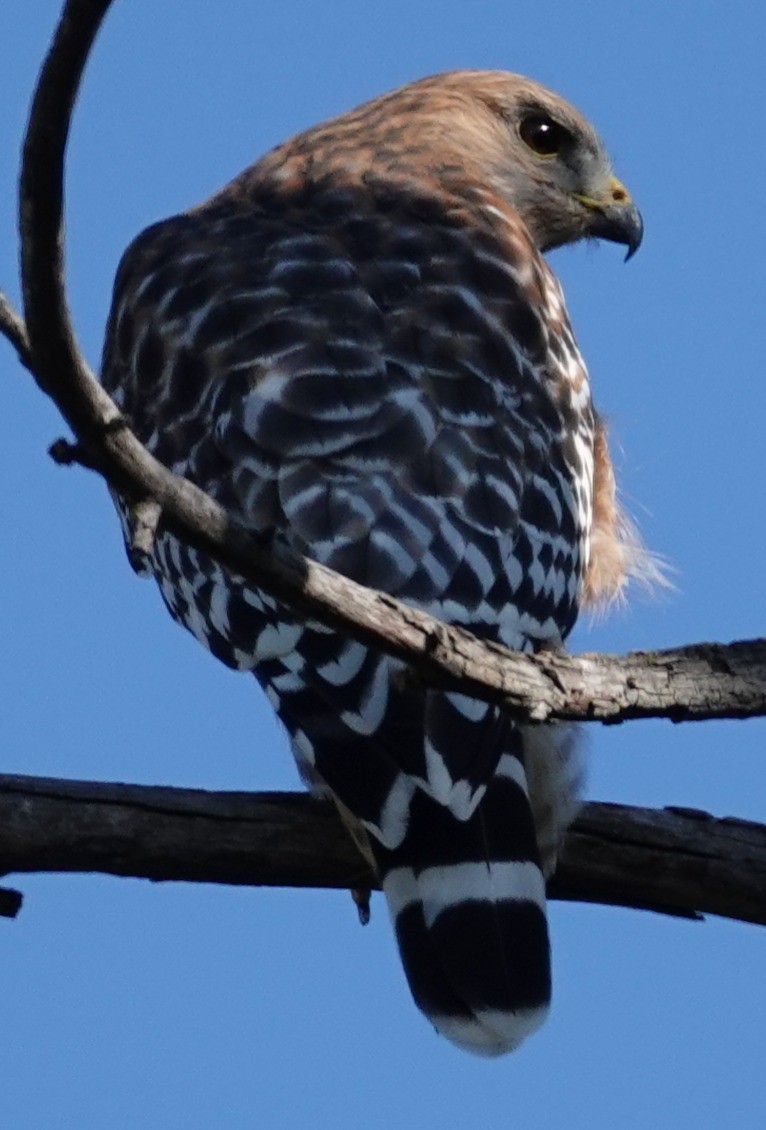 rødvingevåk - ML646865540