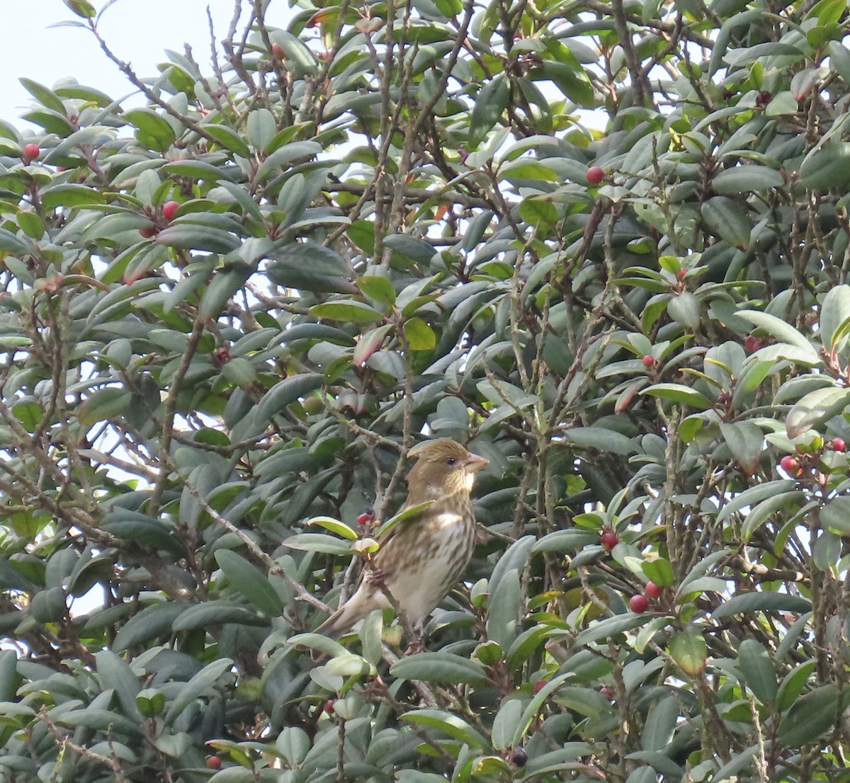 Purple Finch - ML646865541