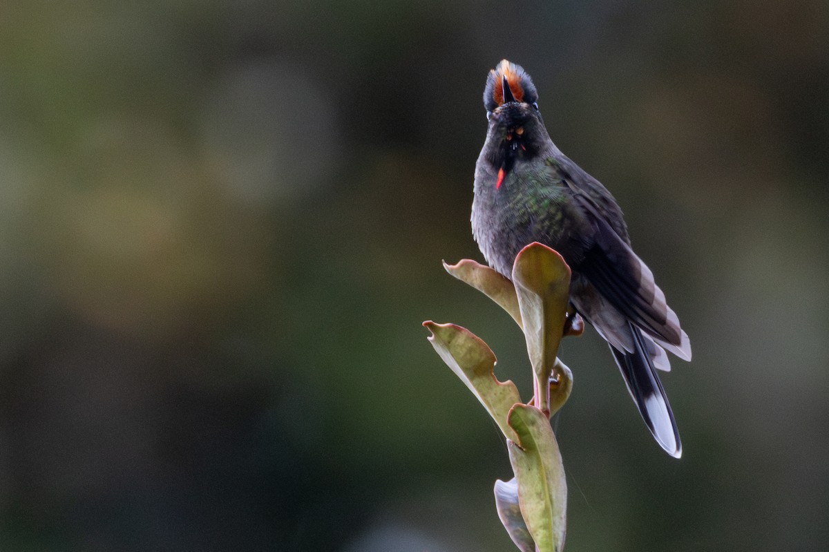 Rainbow-bearded Thornbill - ML646865543