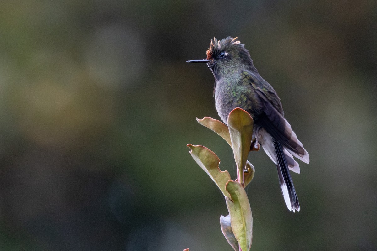 Rainbow-bearded Thornbill - ML646865544