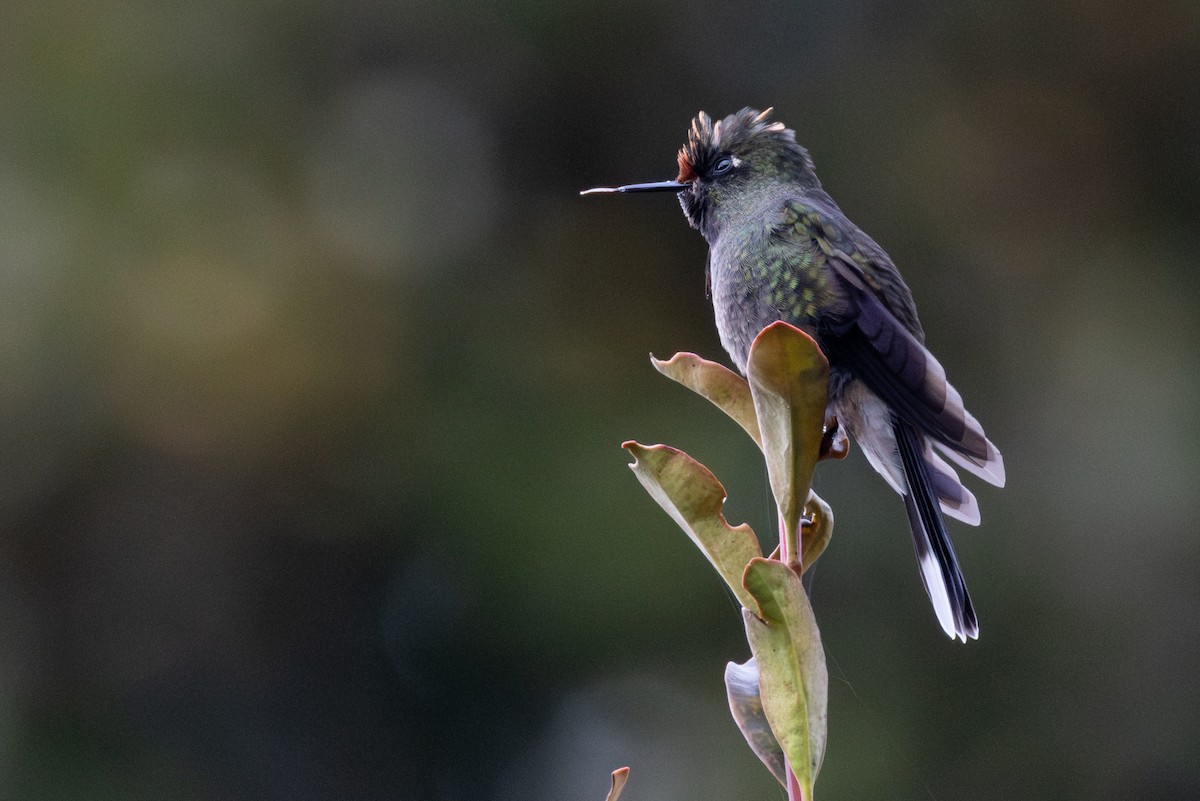 Rainbow-bearded Thornbill - ML646865545