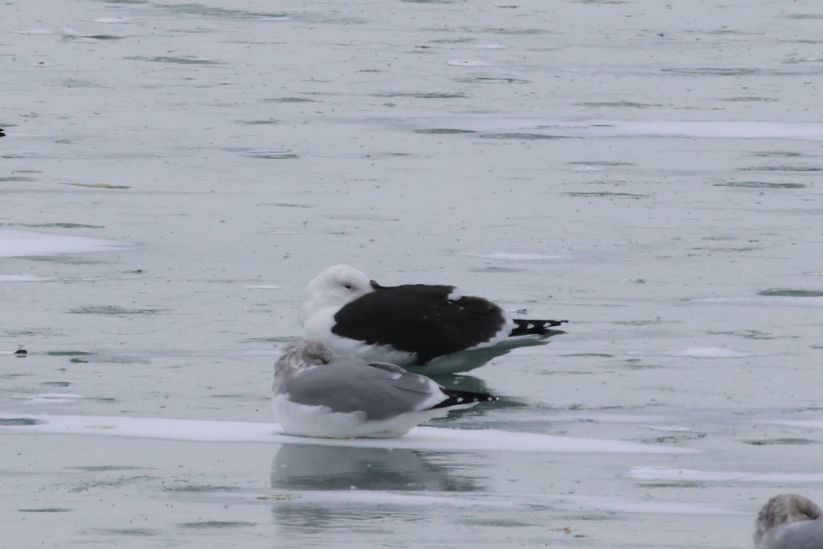 Great Black-backed Gull - ML646865547