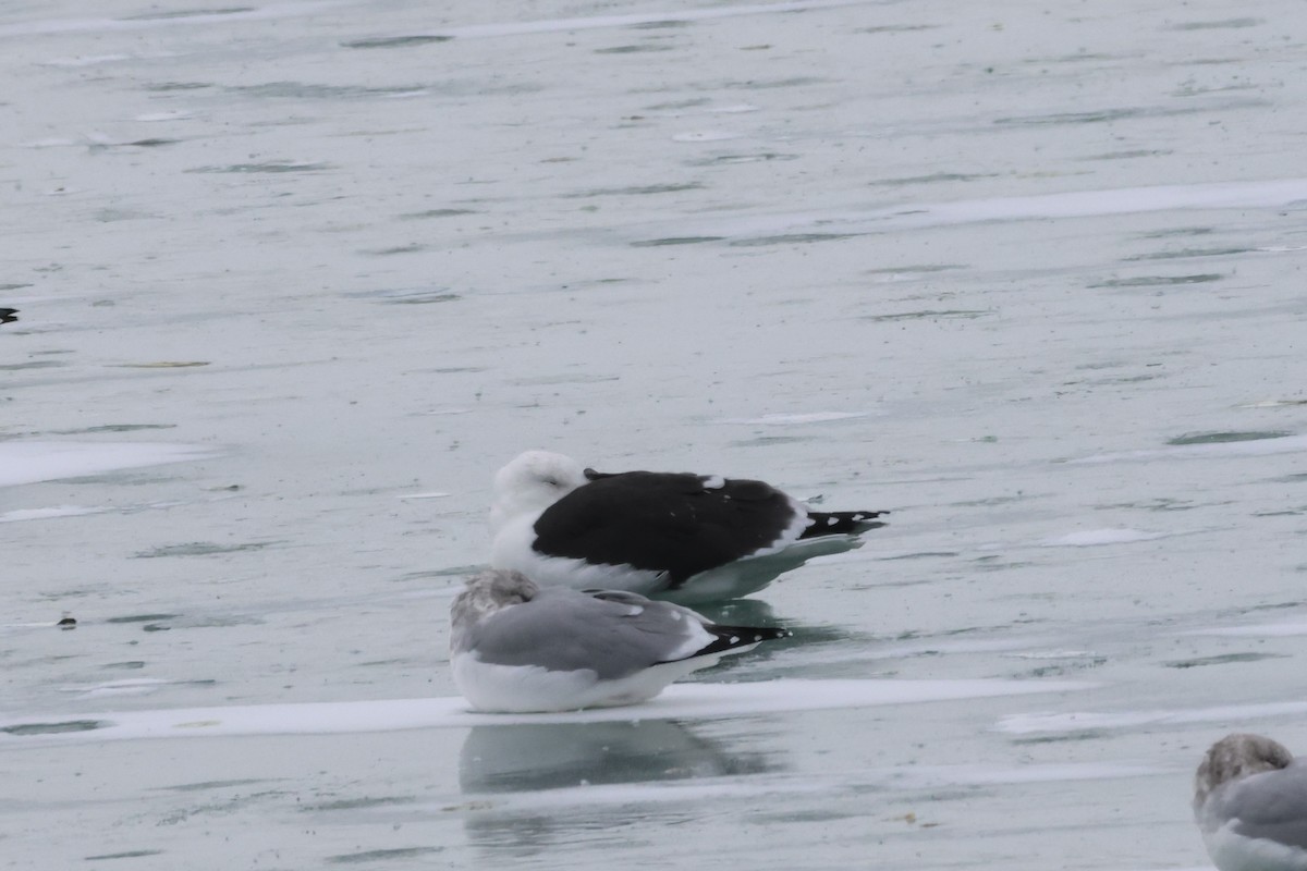 Great Black-backed Gull - ML646865548