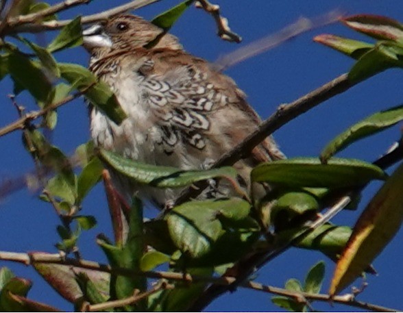 muskatnonne - ML646865550