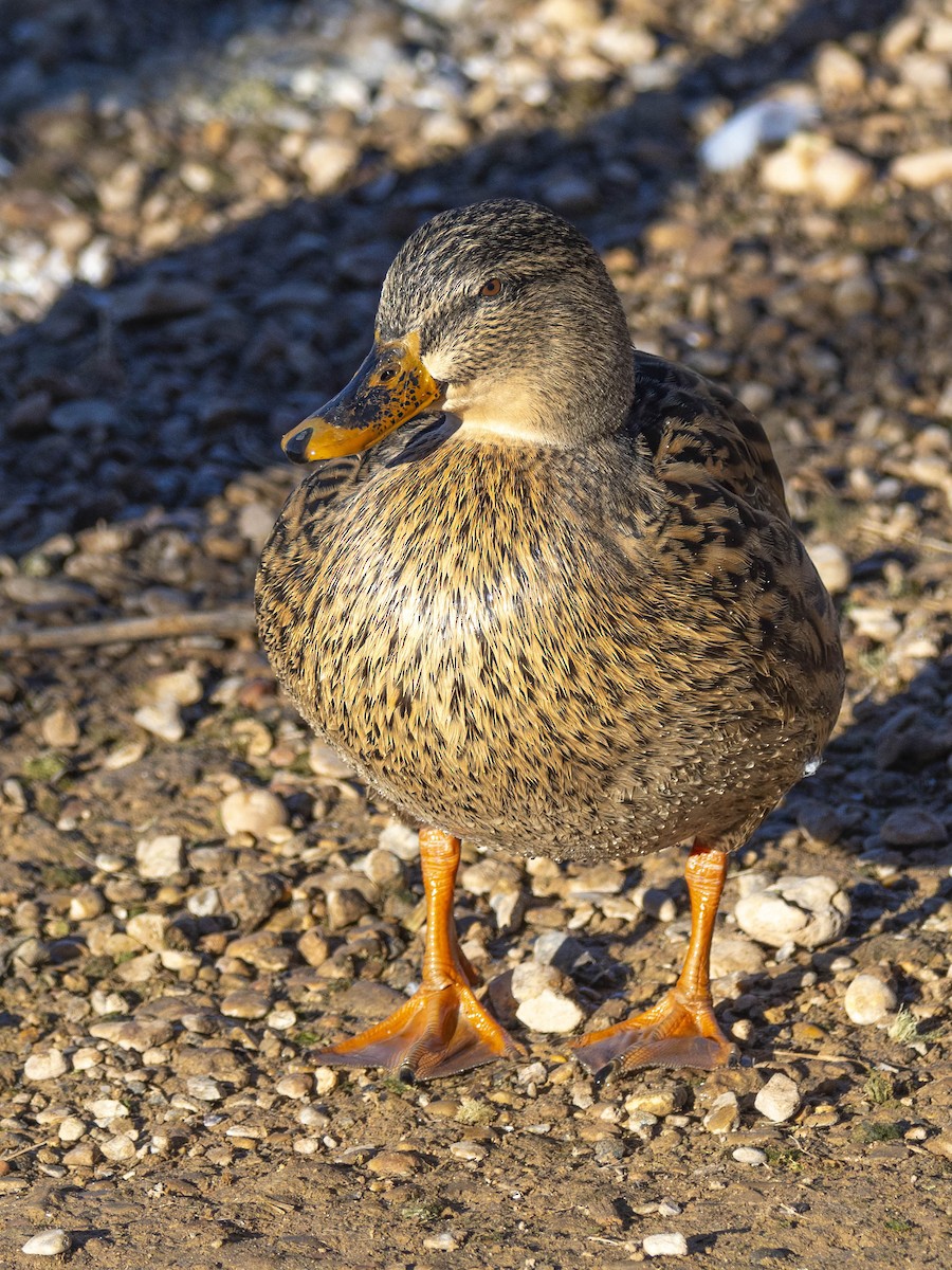 kachna divoká - ML646865553