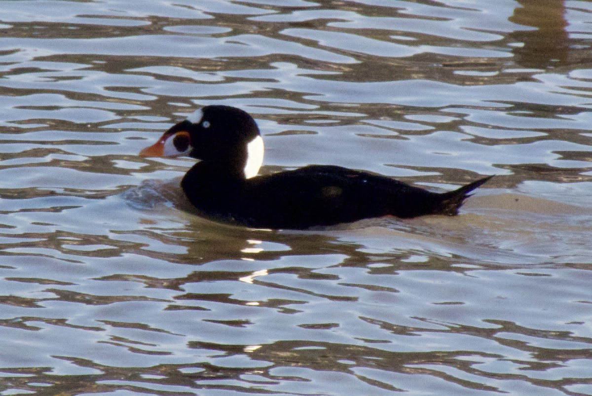 Negrón Careto - ML646865554