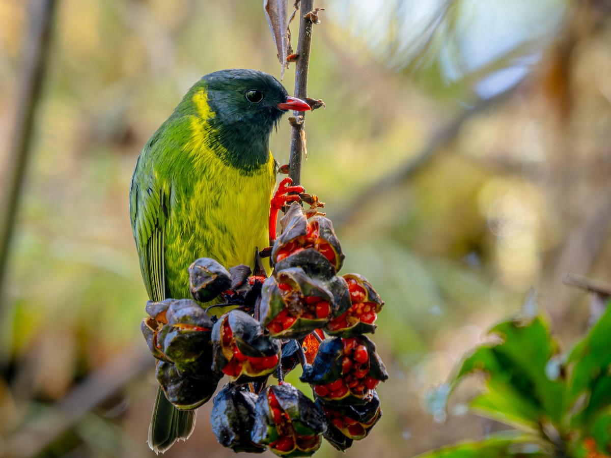 Green-and-black Fruiteater - ML646865555