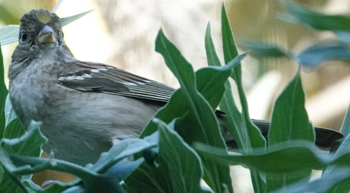 Chingolo Coronidorado - ML646865556