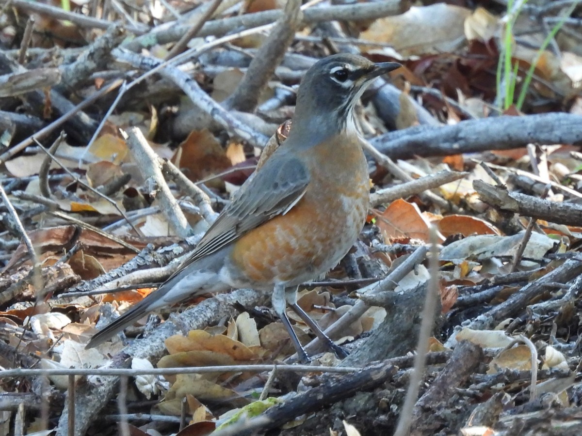 American Robin - ML646865557