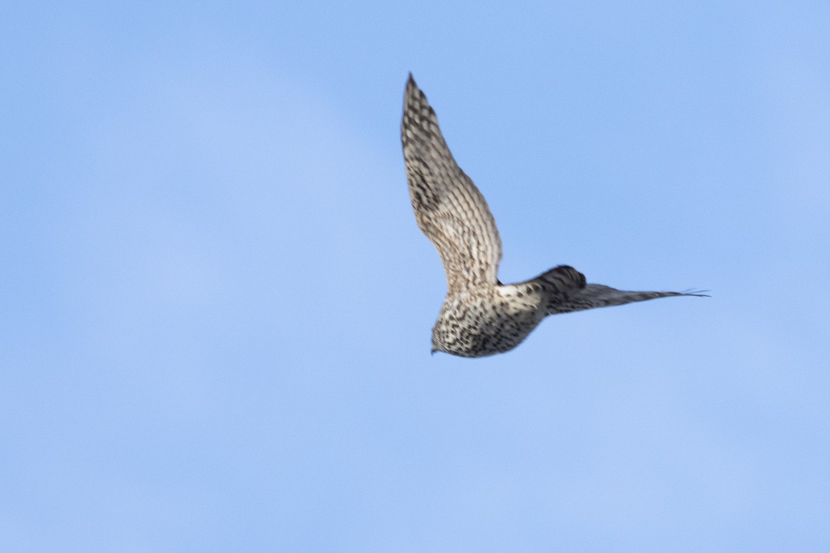 American Goshawk - ML646865558