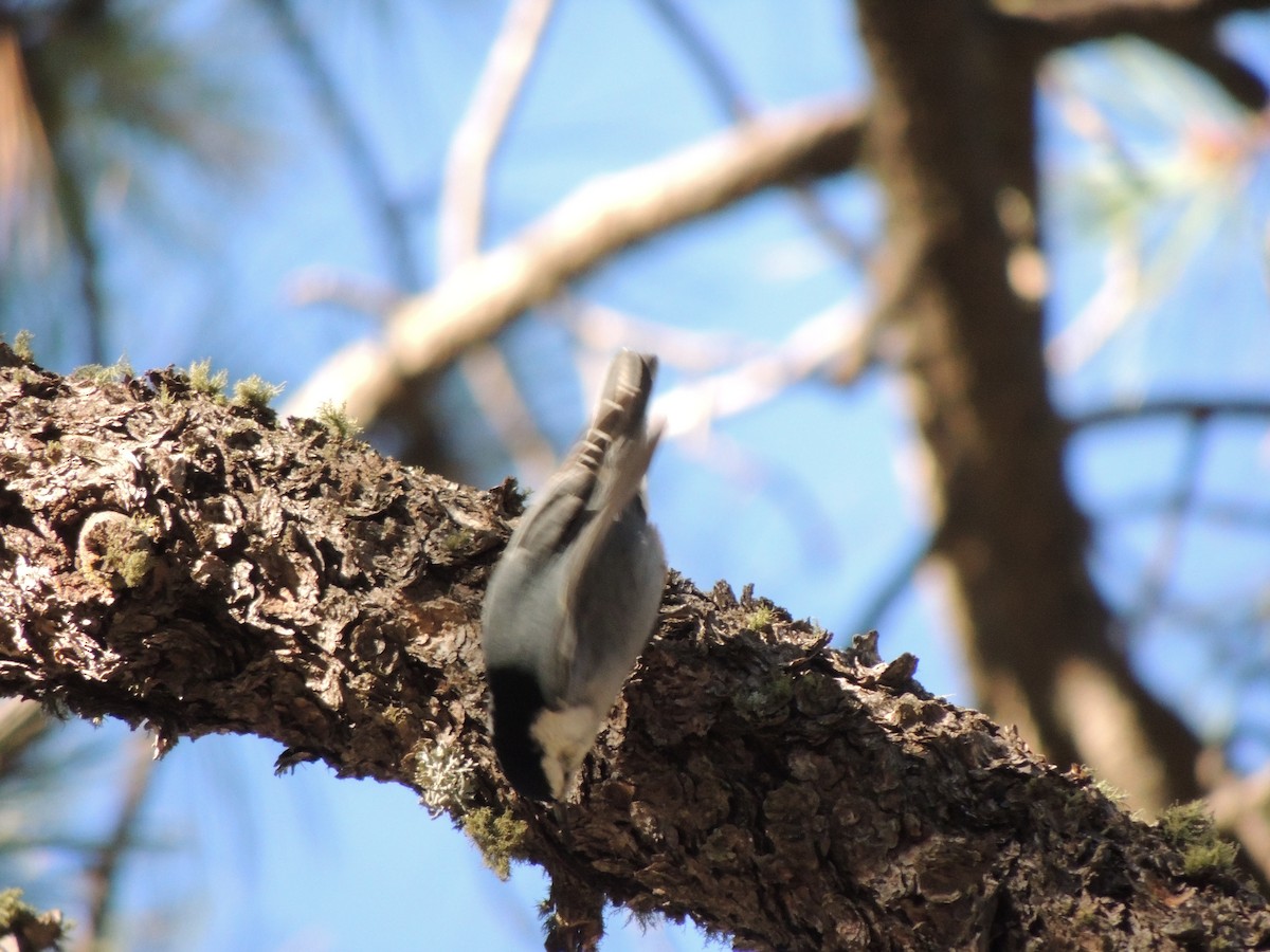 Trepador Pechiblanco - ML646865559