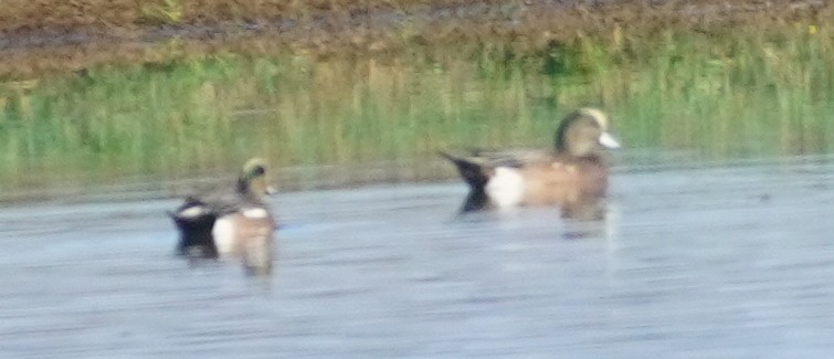 Canard d'Amérique - ML646865566