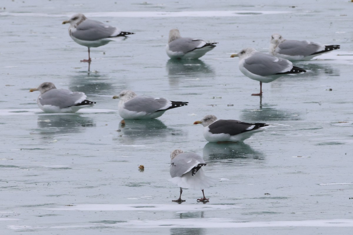 Клуша - ML646865568