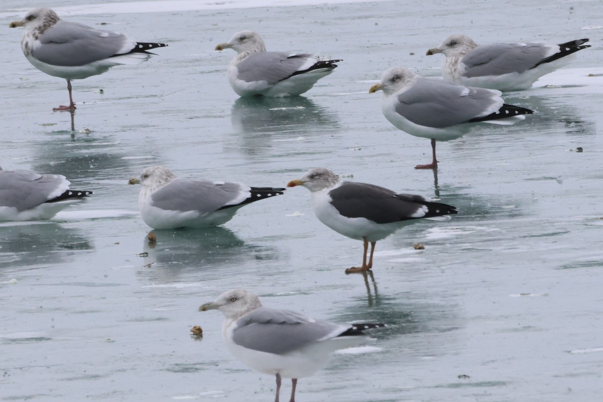 Клуша - ML646865569